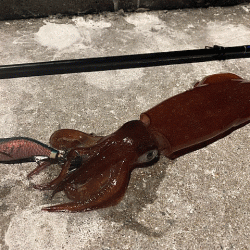 ナイトエギングでアオリイカとケンサキイカを狙う